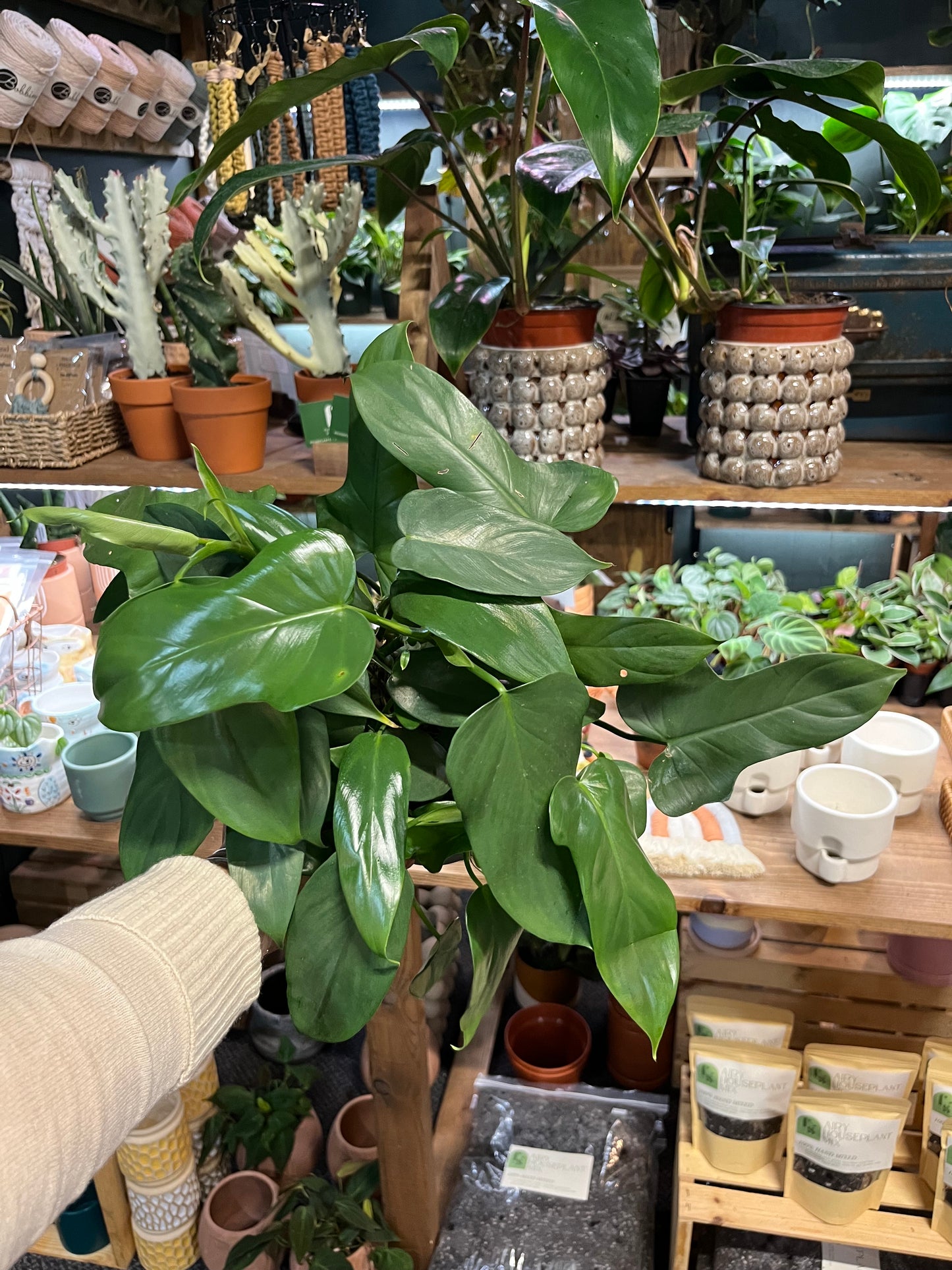 Philodendron Bipennifolium