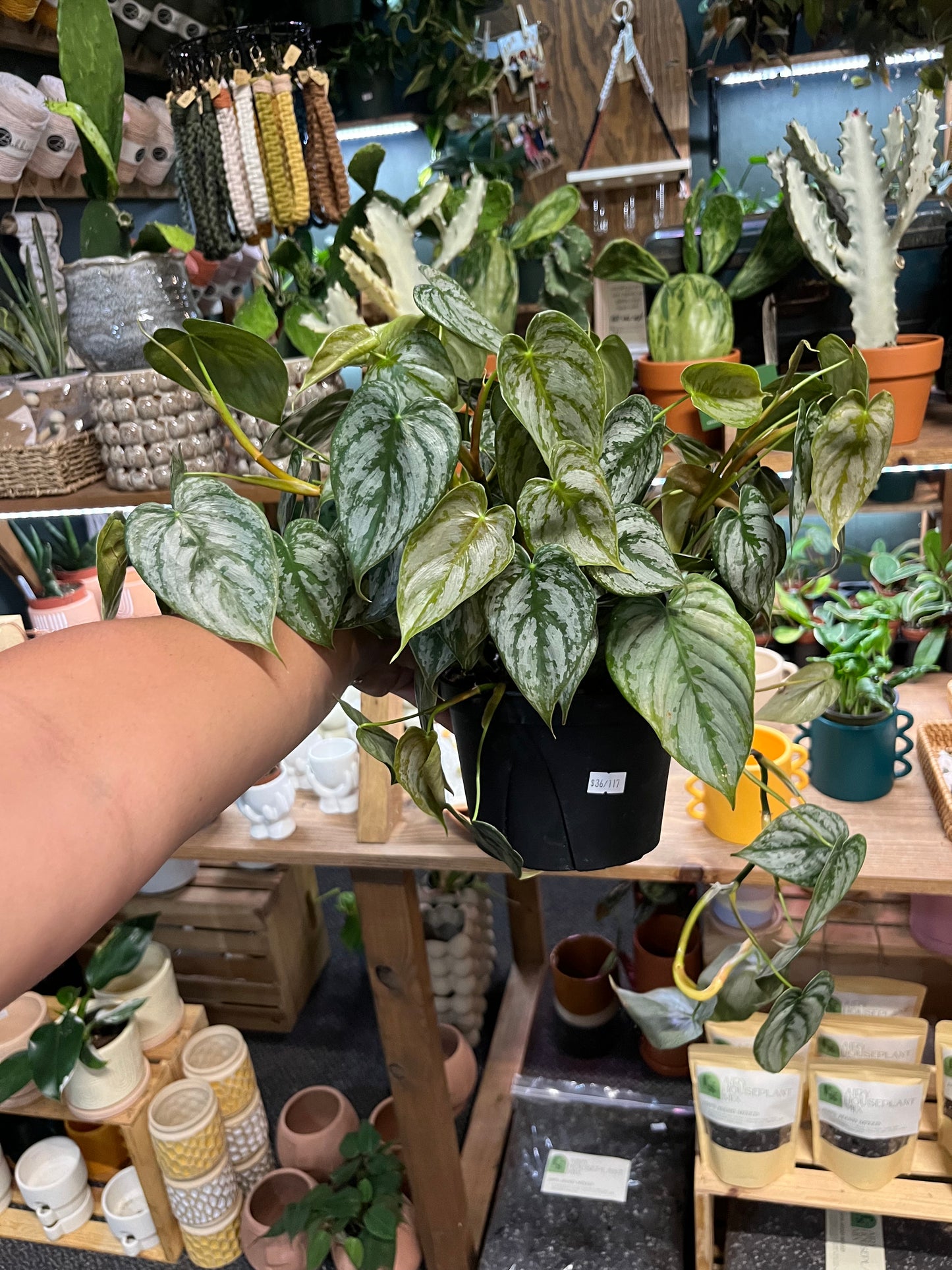 Philodendron Brandtianum