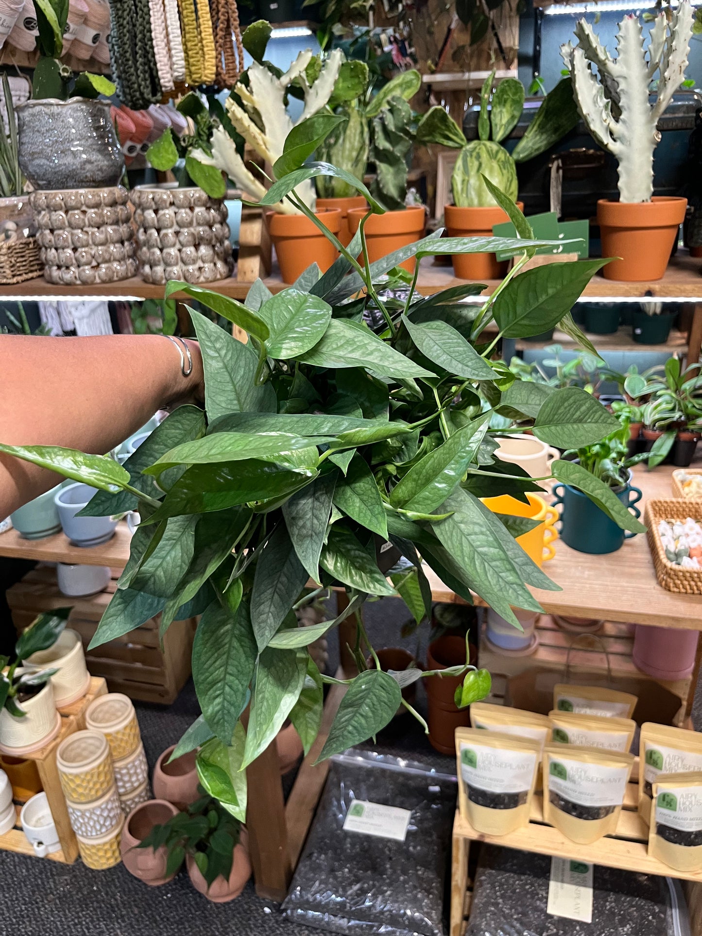 Epipremnum Cebu Blue