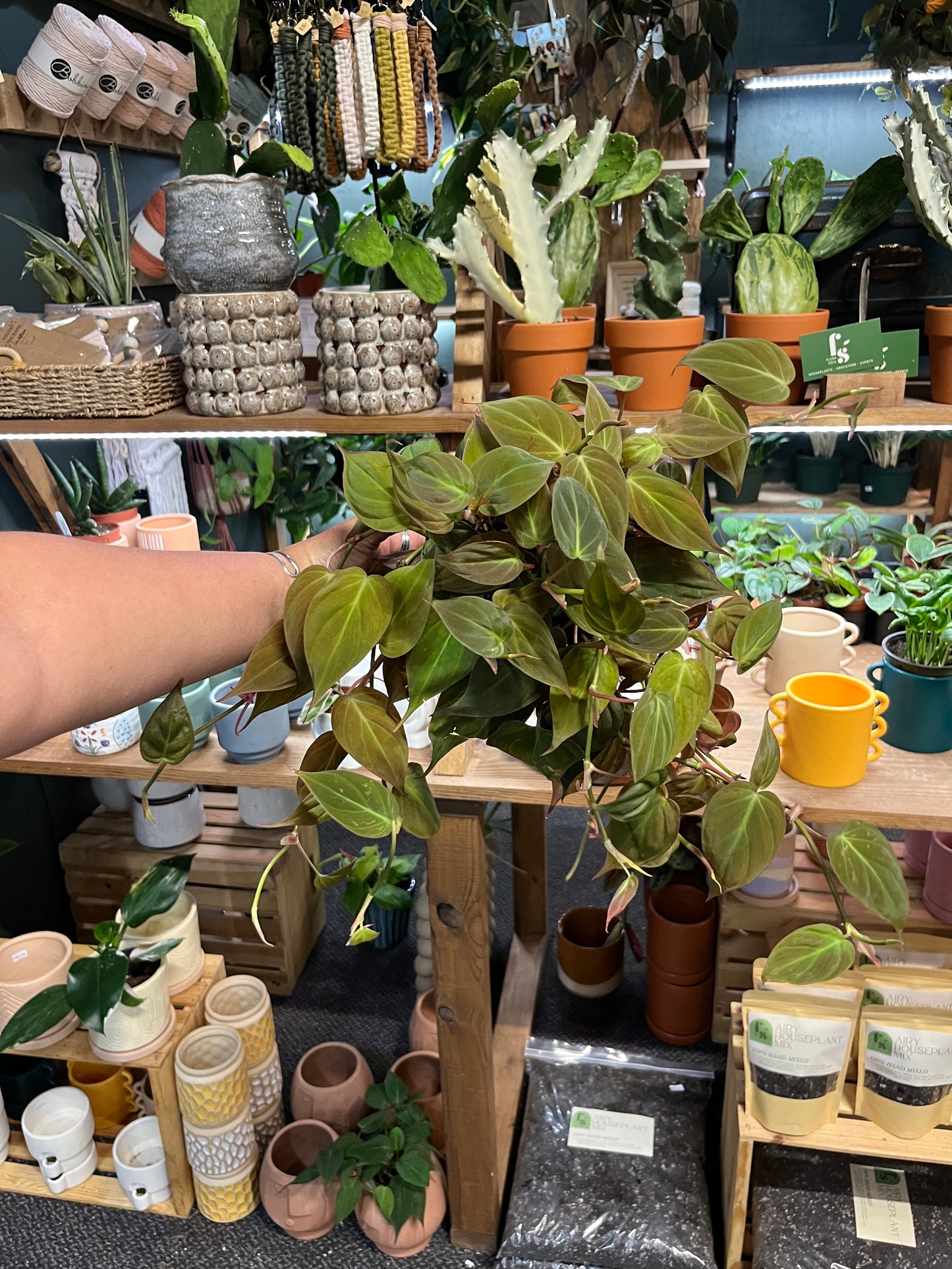 Philodendron Micans