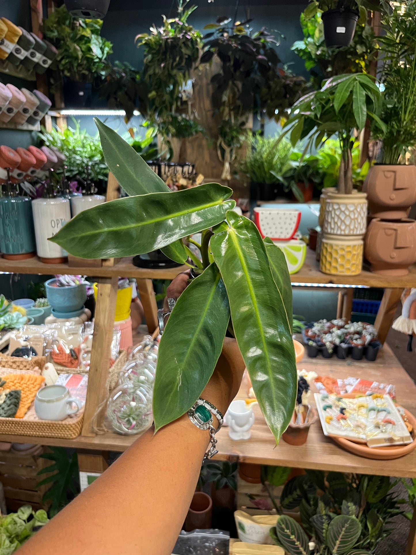 Philodendron Spiritus Sancti