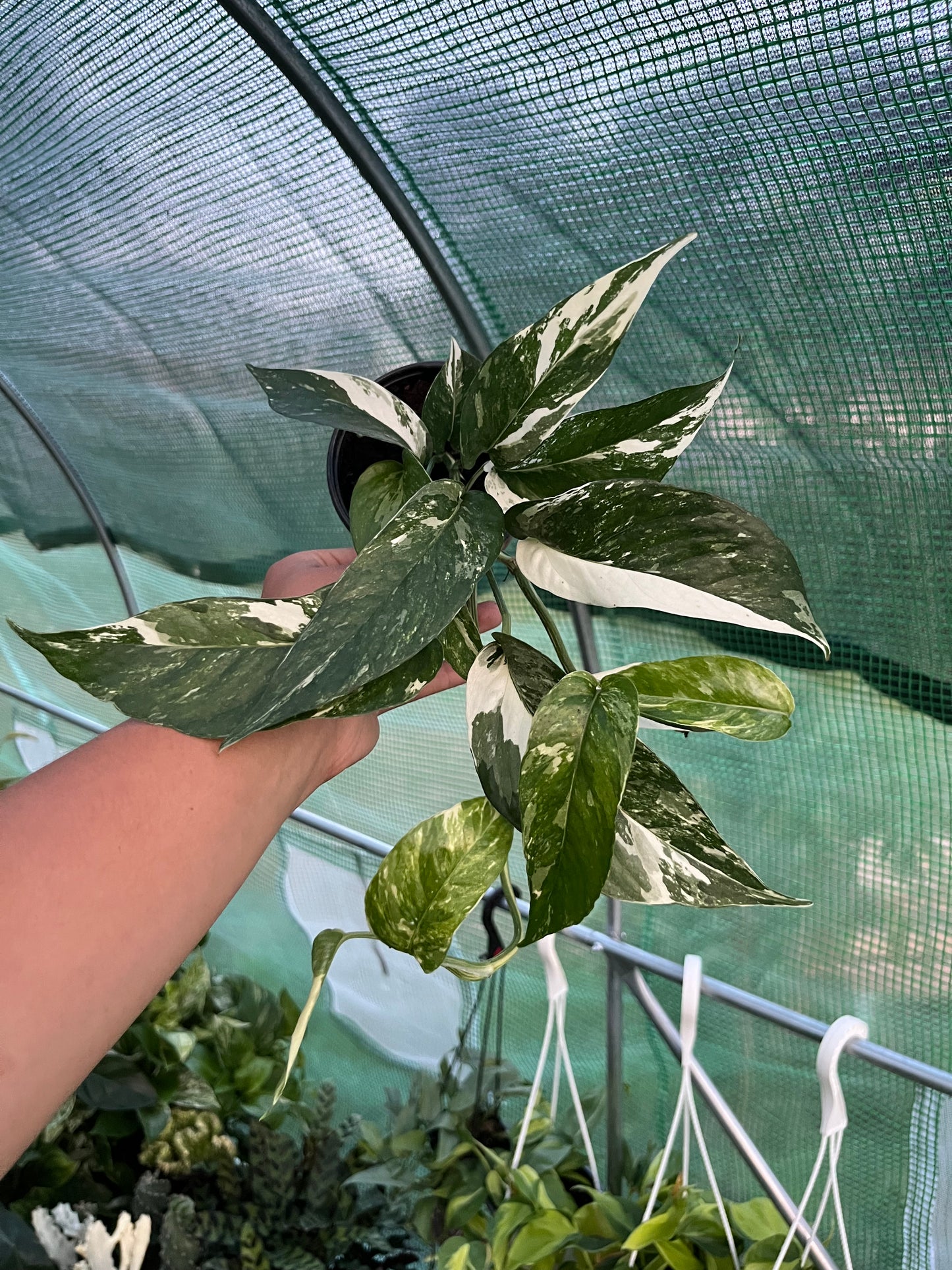 Epipremnum Pinnatum 'Albo'
