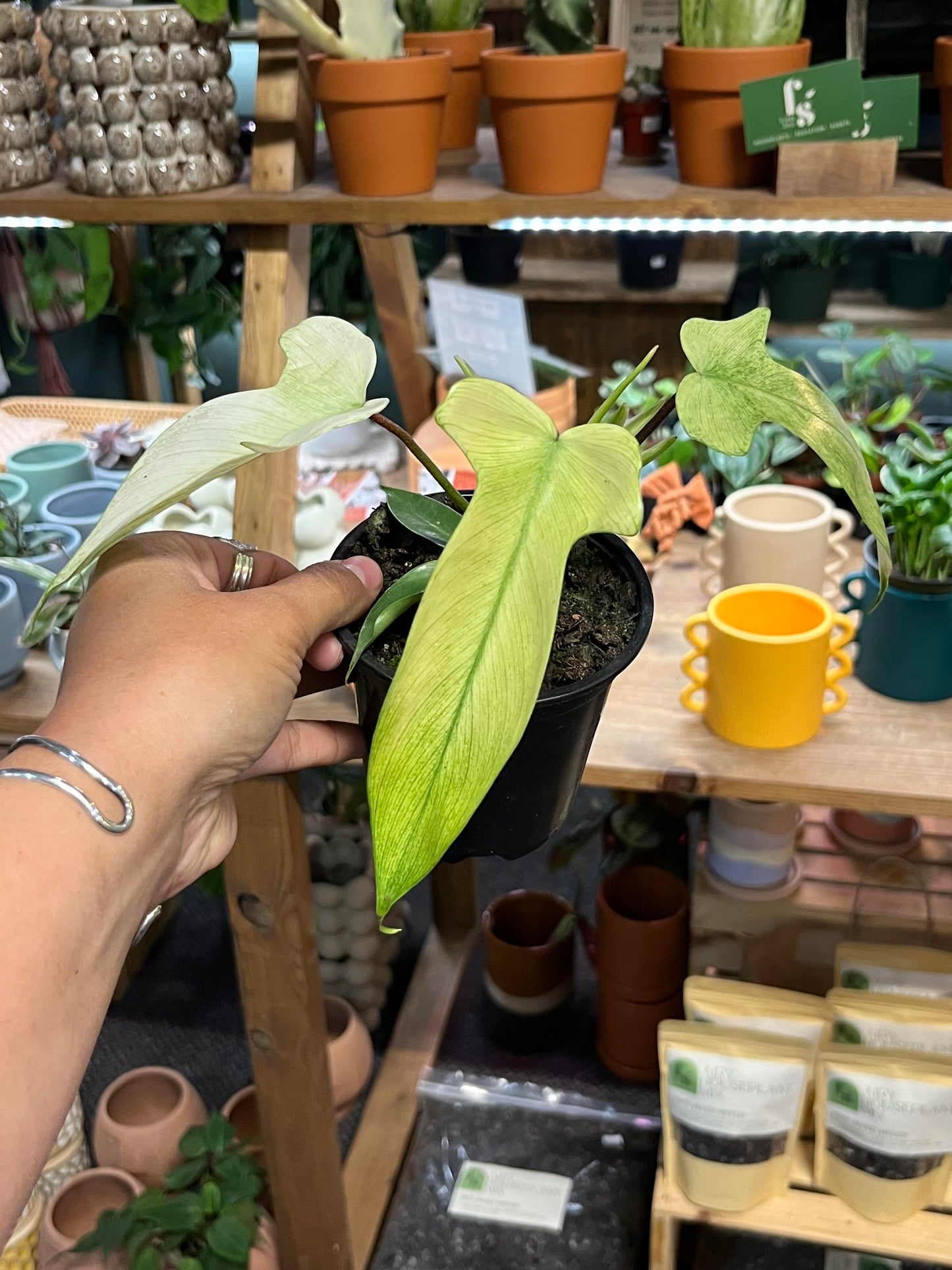 Philodendron Florida Ghost