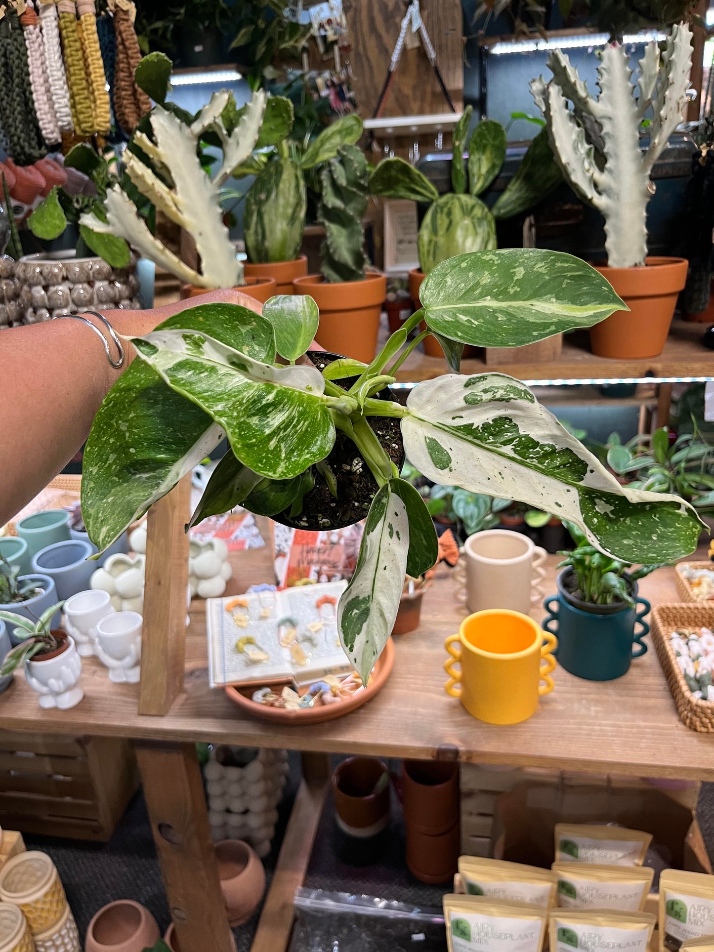 Philodendron Jose Bueno