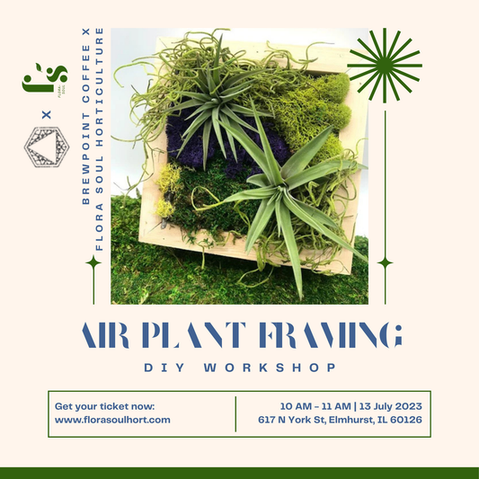 AIR PLANT FRAMING AT BREWPOINT