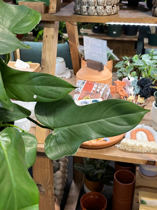 Philodendron Bipennifolium