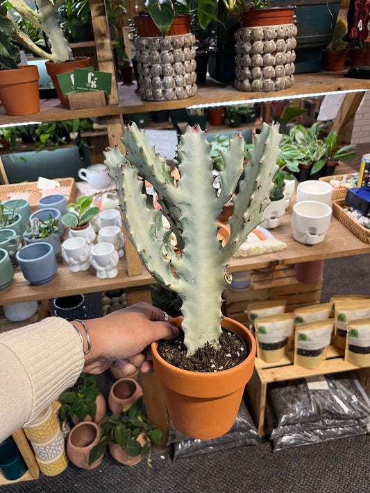 Euphorbia Lactea 'Ghost'