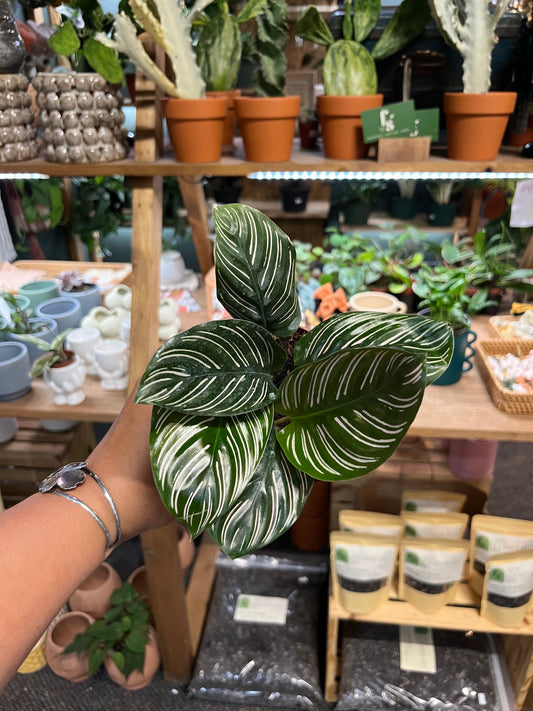 Calathea Ornata