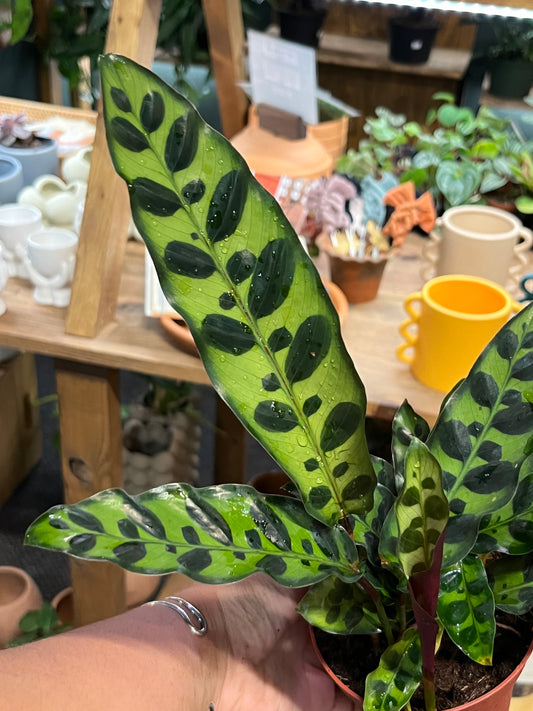 Calathea Lancifolia