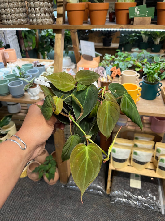 Philodendron Micans