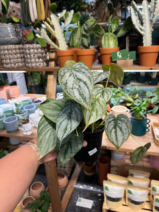 Philodendron Brandtianum