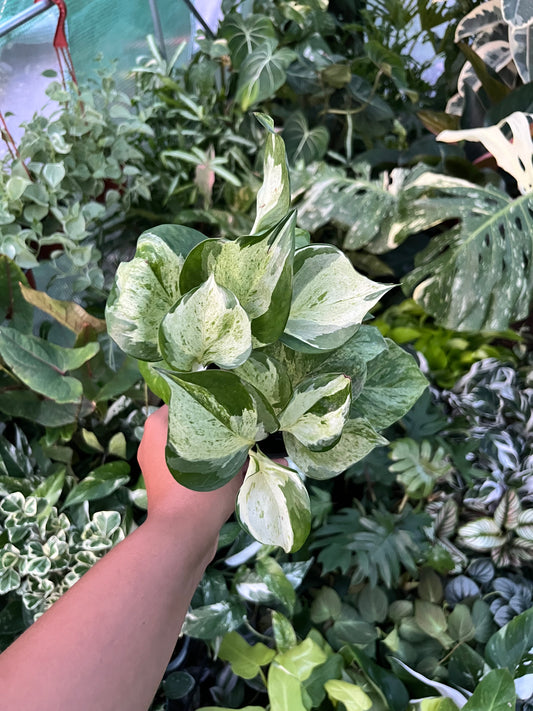 Pothos 'Manjula'
