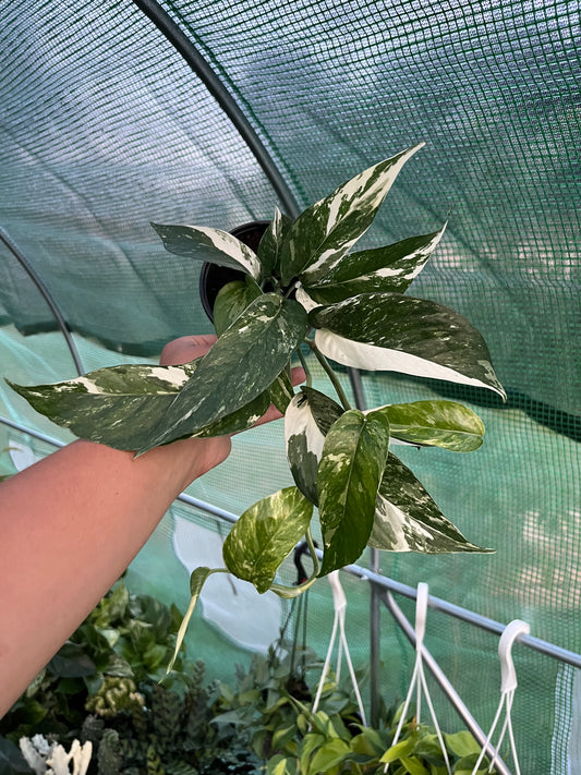 Epipremnum Pinnatum 'Albo'
