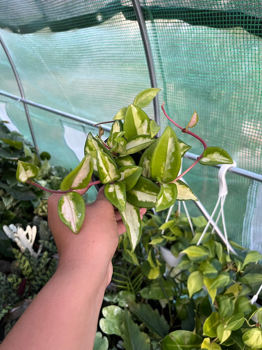 Hoya Krimson Princess