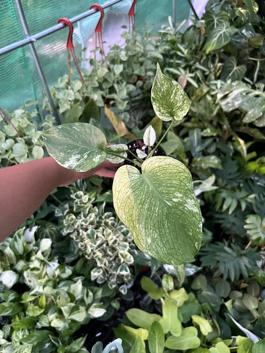Monstera 'Mint'
