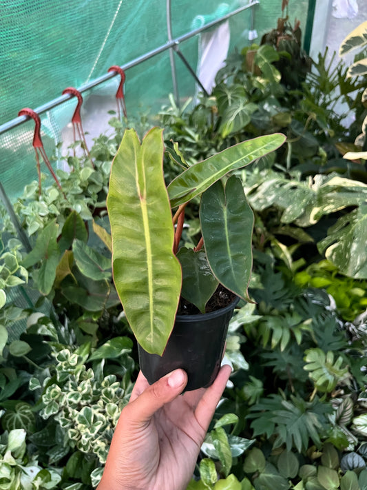 Philodendron Billietiae