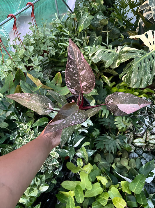 Philodendron Pink Princess 'Marble'