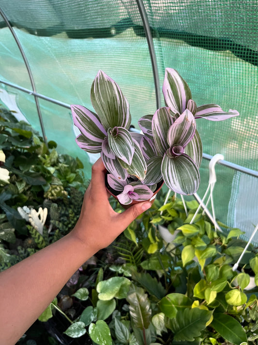 Tradescantia Nanouk