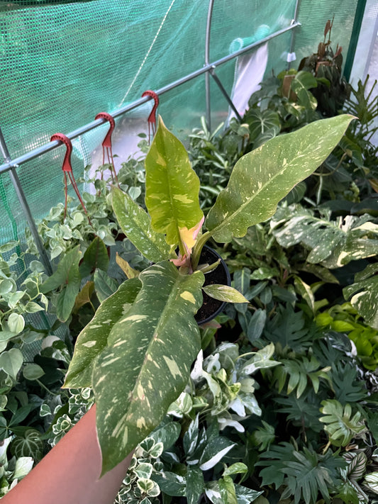 Philodendron 'Ring of Fire'