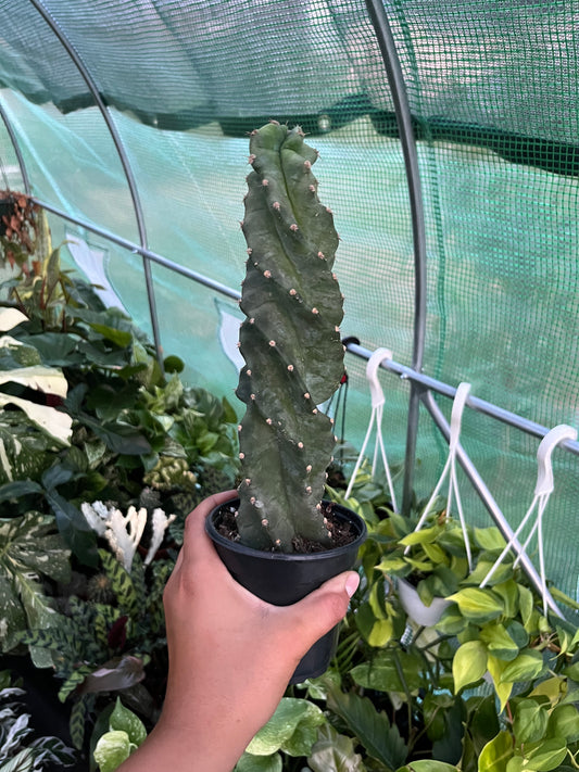 Cereus Forbesii (Spiral Cactus)