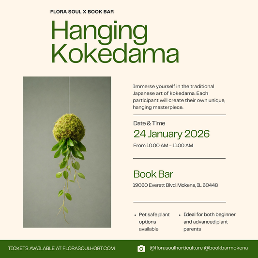 Hanging Kokedama at Book Bar