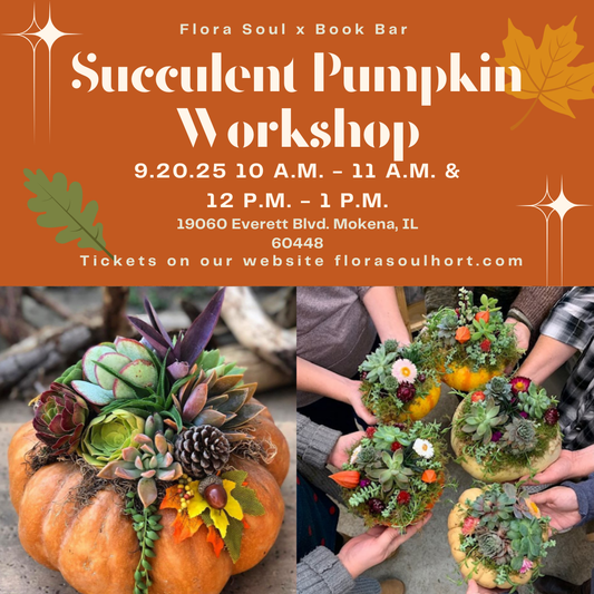 Succulent Pumpkins at Book Bar