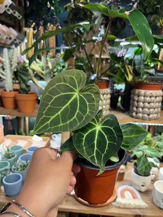 Anthurium Clarinervium