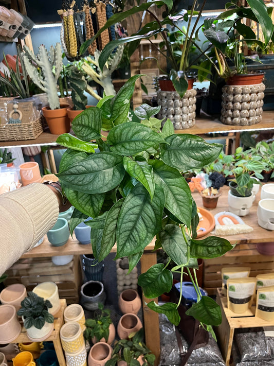 Monstera Siltepecana