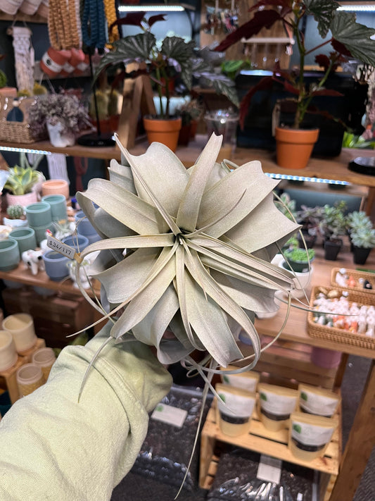 Xerographica